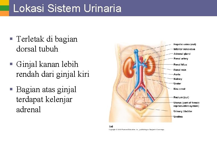 Lokasi Sistem Urinaria § Terletak di bagian dorsal tubuh § Ginjal kanan lebih rendah