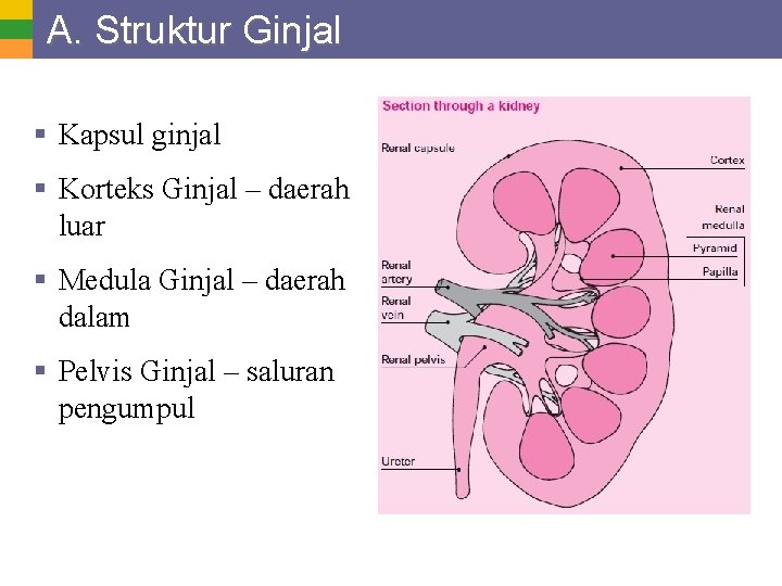 A. Struktur Ginjal § Kapsul ginjal § Korteks Ginjal – daerah luar § Medula