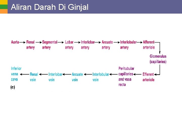 Aliran Darah Di Ginjal 