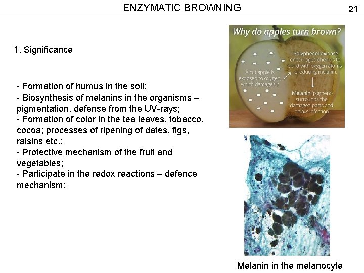 ENZYMATIC BROWNING 1. Significance - Formation of humus in the soil; - Biosynthesis of