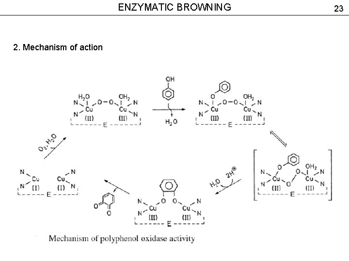 ENZYMATIC BROWNING 2. Mechanism of action 23 