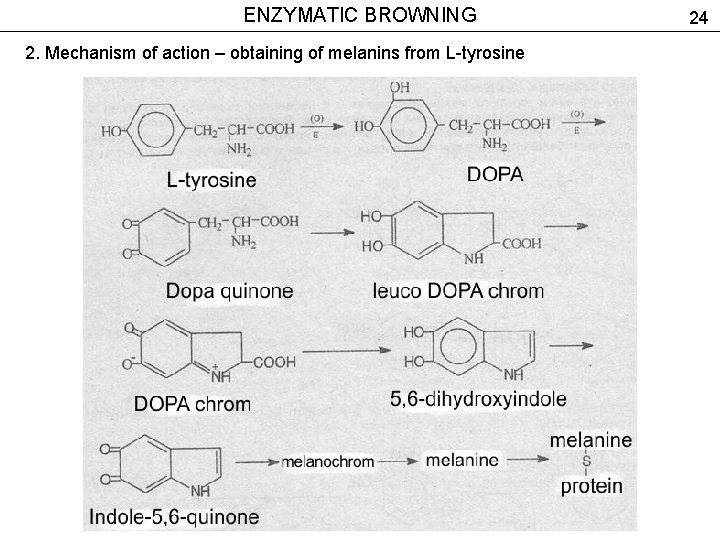 ENZYMATIC BROWNING 2. Mechanism of action – obtaining of melanins from L-tyrosine 24 
