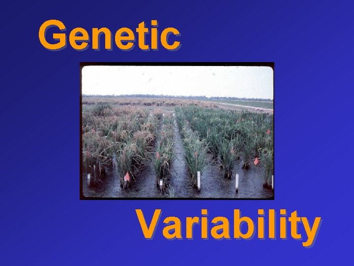 Genetic Variability 