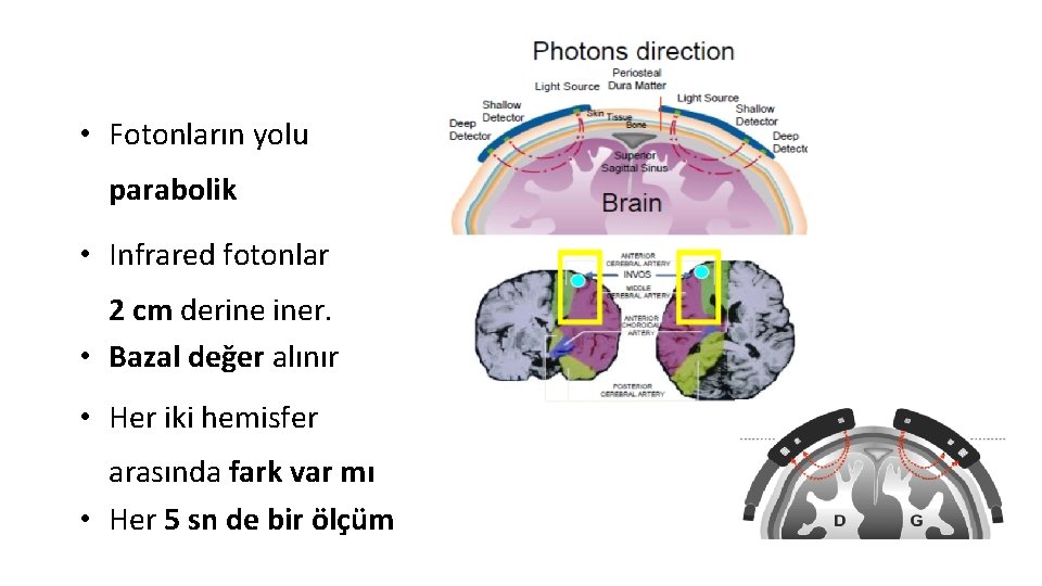  • Fotonların yolu parabolik • Infrared fotonlar 2 cm derine iner. • Bazal