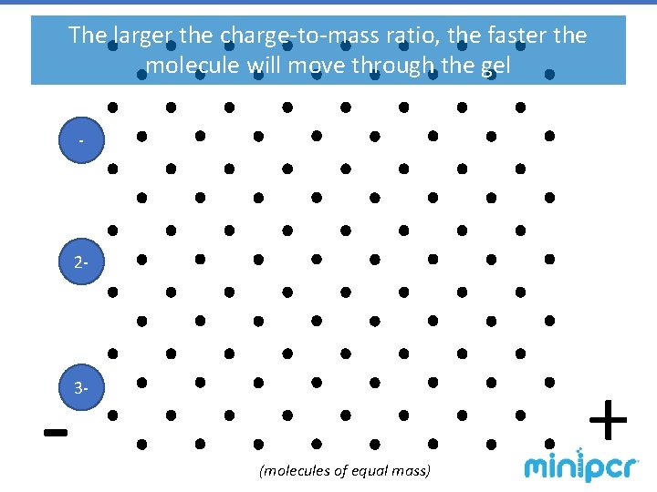 The larger the charge-to-mass ratio, the faster the molecule will move through the gel