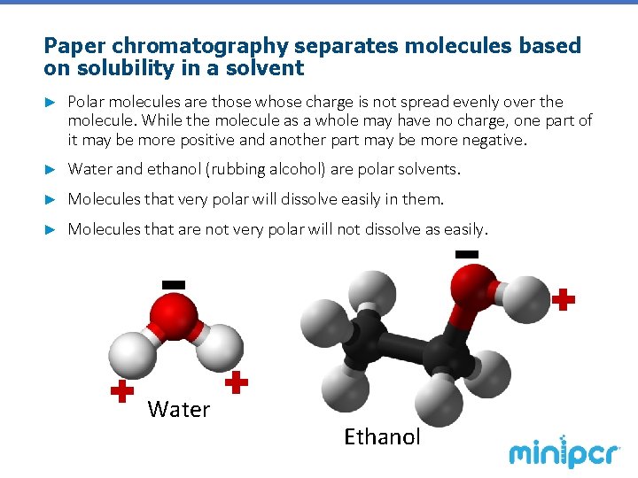 Paper chromatography separates molecules based on solubility in a solvent ► Polar molecules are