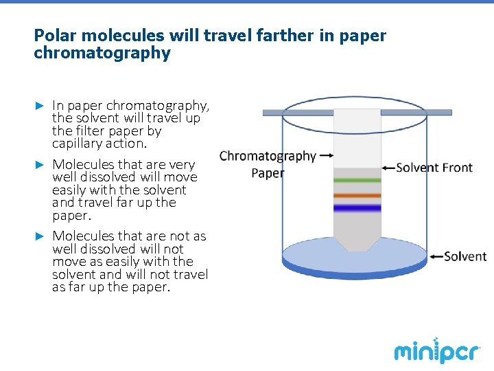 Polar molecules will travel farther in paper chromatography In paper chromatography, the solvent will