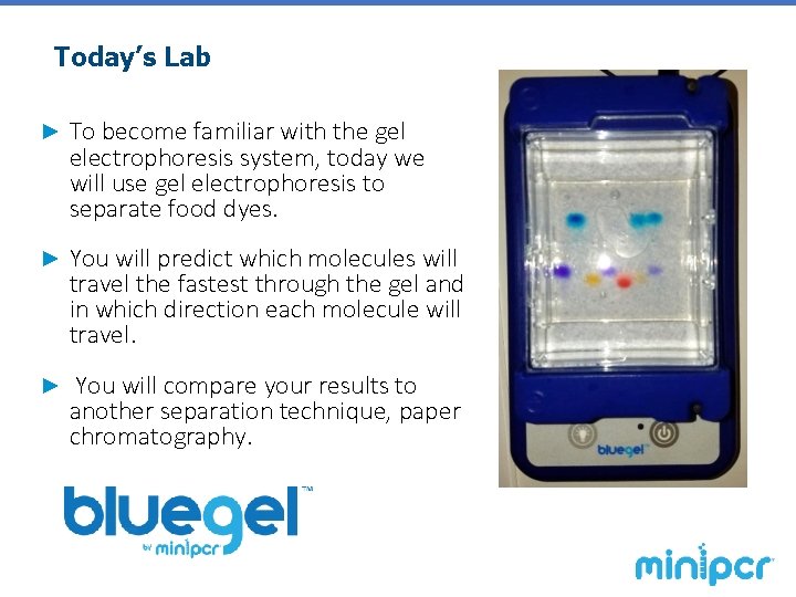 Today’s Lab ► To become familiar with the gel electrophoresis system, today we will