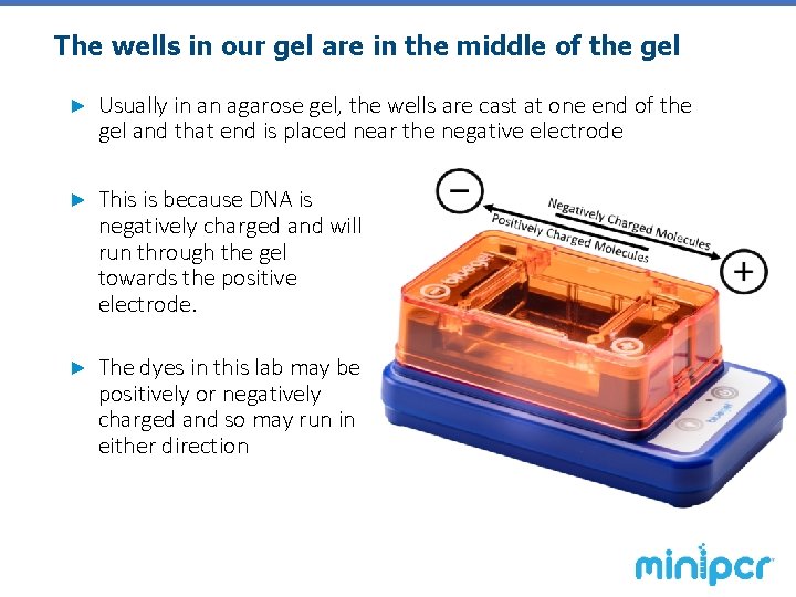 The wells in our gel are in the middle of the gel ► Usually