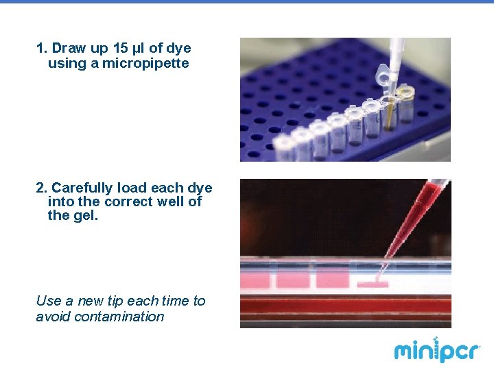 1. Draw up 15 µl of dye using a micropipette 2. Carefully load each