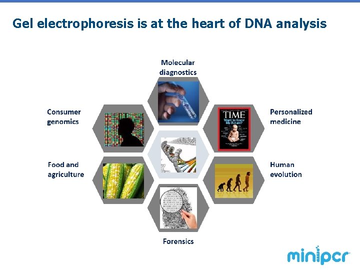 Gel electrophoresis is at the heart of DNA analysis 