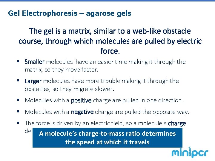 Gel Electrophoresis – agarose gels The gel is a matrix, similar to a web-like