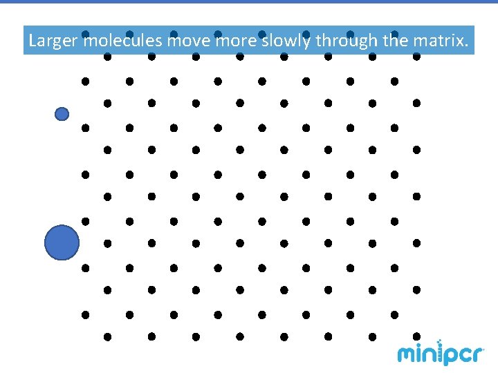 Larger molecules move more slowly through the matrix. 