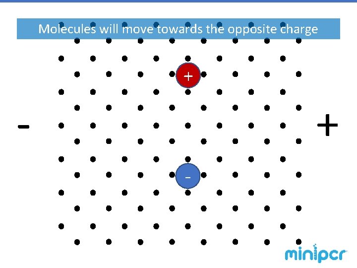 Molecules will move towards the opposite charge + - 
