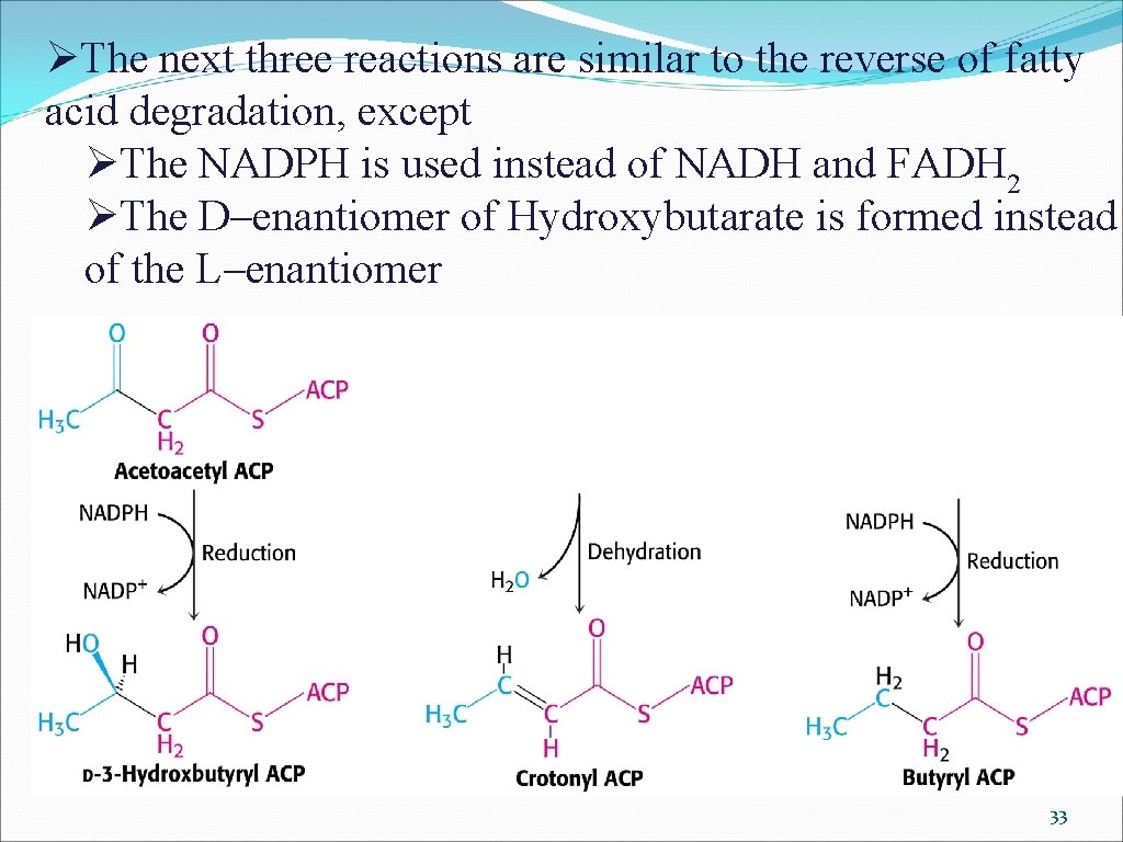 ØThe next three reactions are similar to the reverse of fatty acid degradation, except