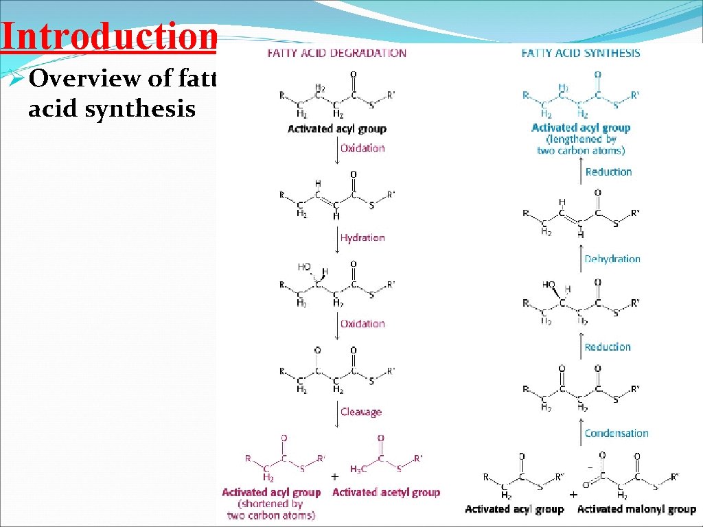 Introduction Ø Overview of fatty acid synthesis 4 