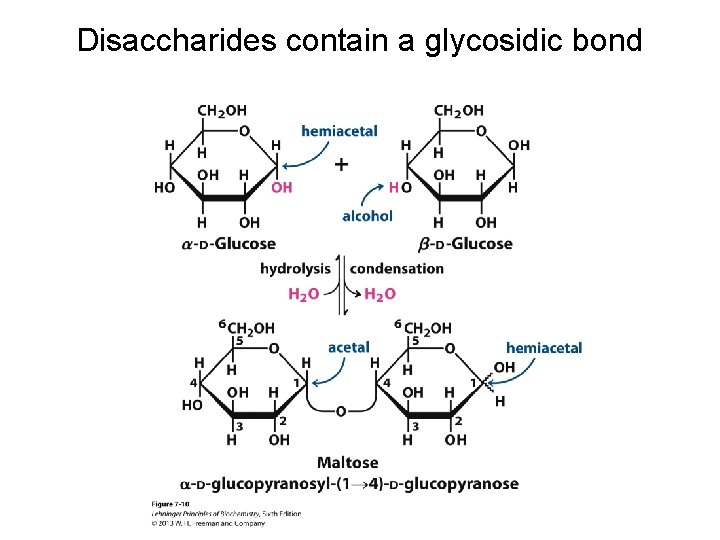 Disaccharides contain a glycosidic bond 