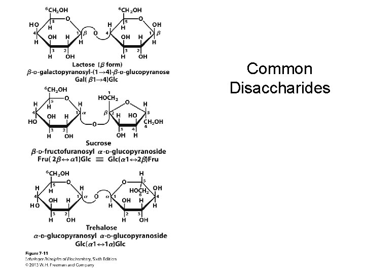 Common Disaccharides 