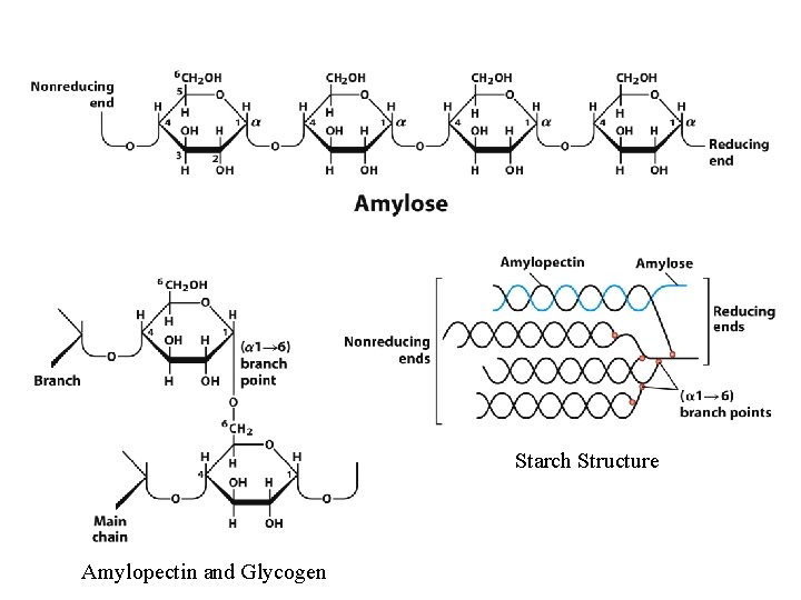Starch Structure Amylopectin and Glycogen 