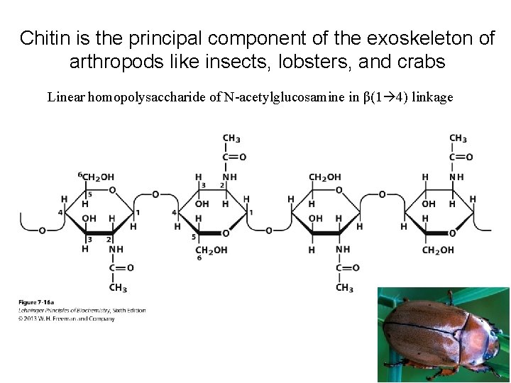 Chitin is the principal component of the exoskeleton of arthropods like insects, lobsters, and