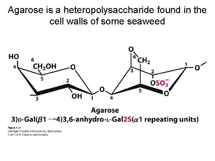 Agarose is a heteropolysaccharide found in the cell walls of some seaweed 