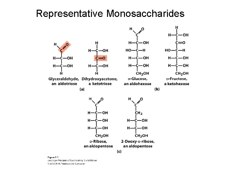 Representative Monosaccharides 