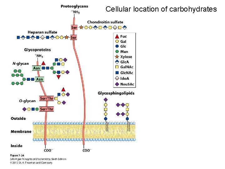 Cellular location of carbohydrates 