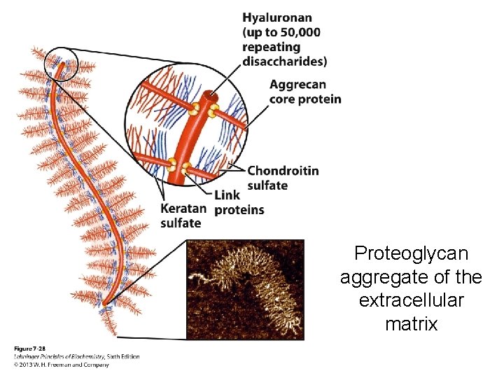 Proteoglycan aggregate of the extracellular matrix 