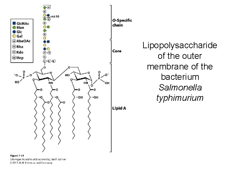 Lipopolysaccharide of the outer membrane of the bacterium Salmonella typhimurium 