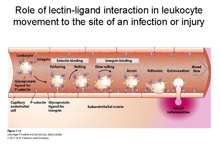 Role of lectin-ligand interaction in leukocyte movement to the site of an infection or