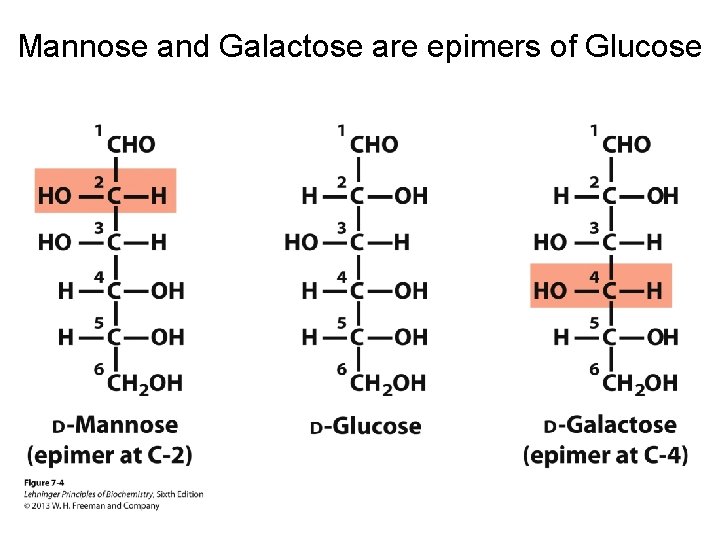 Mannose and Galactose are epimers of Glucose 