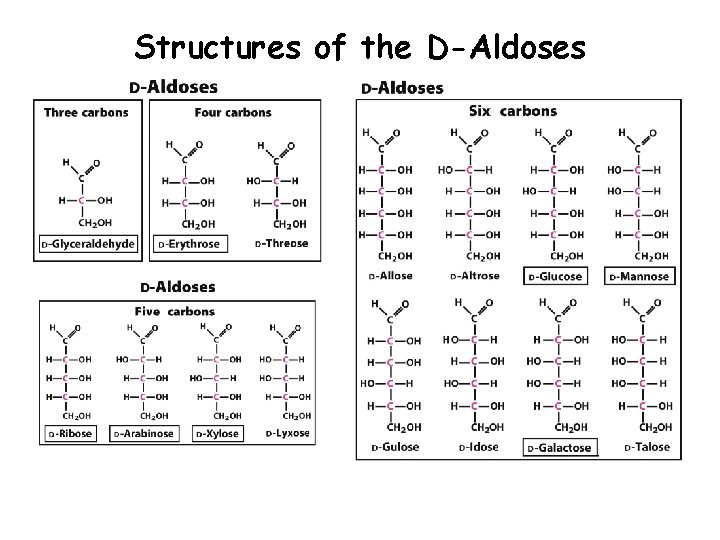 Structures of the D-Aldoses 