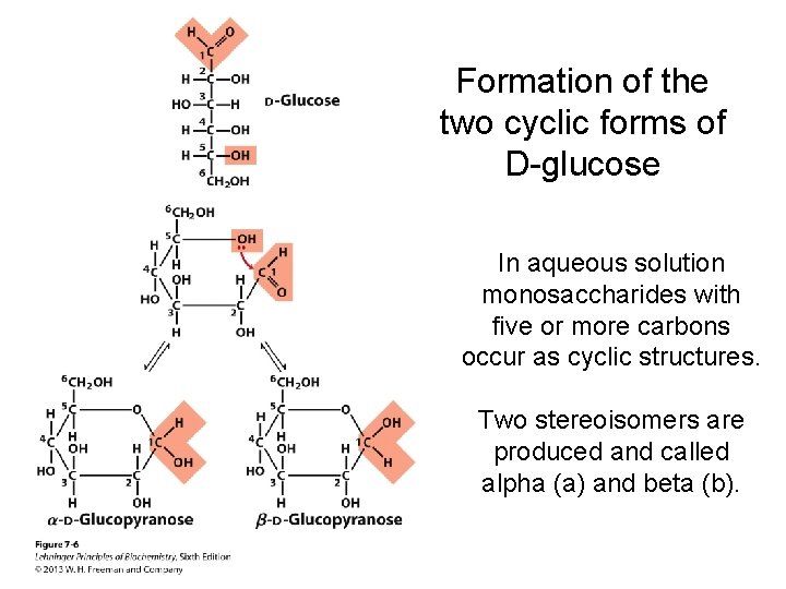 Formation of the two cyclic forms of D-glucose In aqueous solution monosaccharides with five