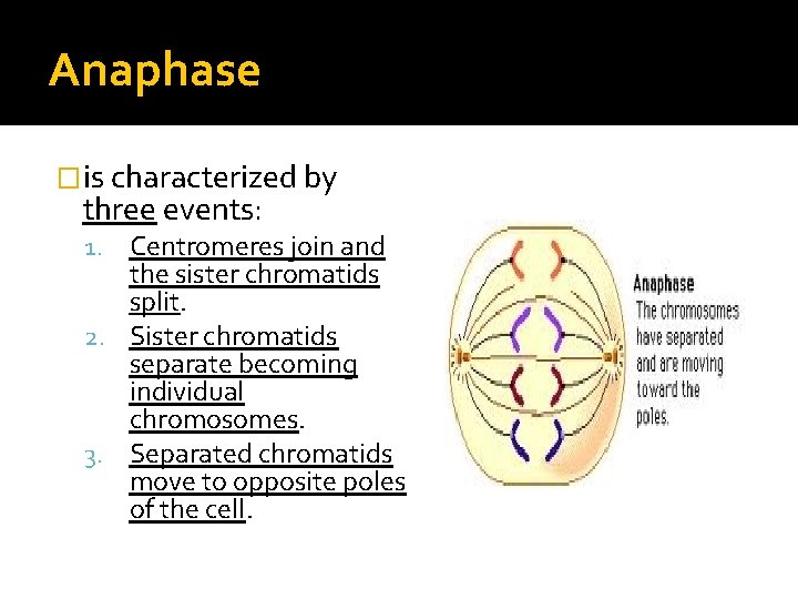 Anaphase �is characterized by three events: 1. Centromeres join and the sister chromatids split.