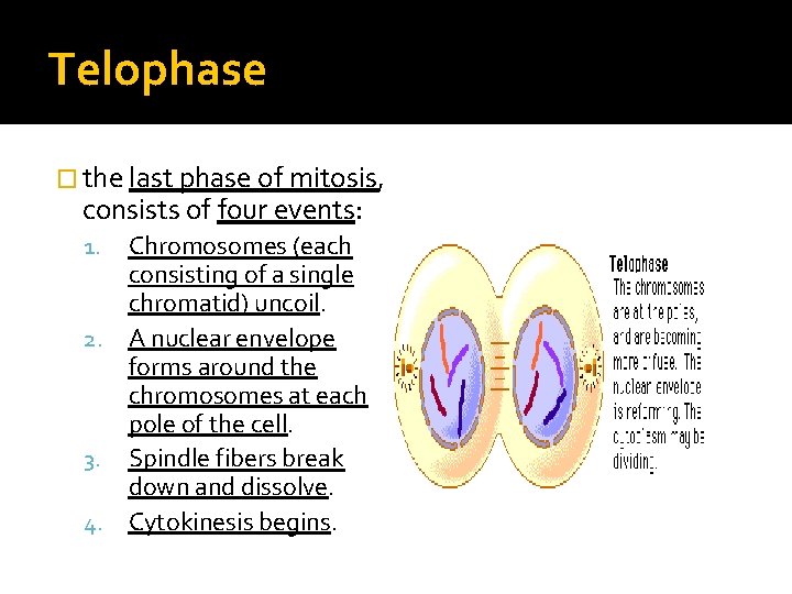 Telophase � the last phase of mitosis, consists of four events: Chromosomes (each consisting