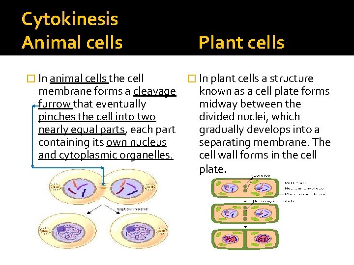 Cytokinesis Animal cells � In animal cells the cell membrane forms a cleavage furrow