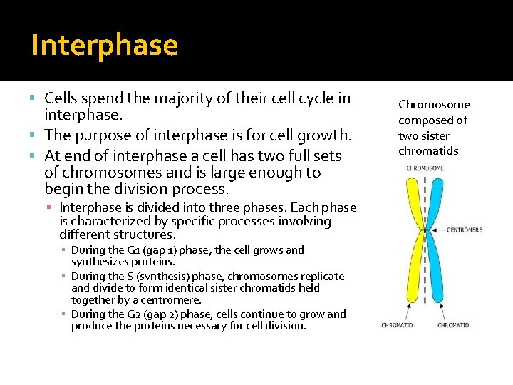 Interphase Cells spend the majority of their cell cycle in interphase. The purpose of