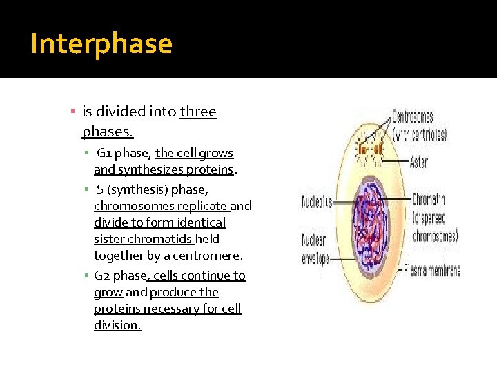 Interphase ▪ is divided into three phases. ▪ G 1 phase, the cell grows