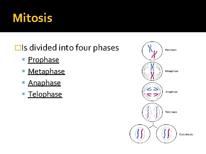 Mitosis �Is divided into four phases Prophase Metaphase Anaphase Telophase 