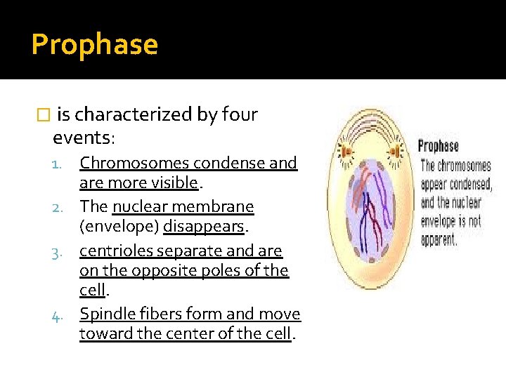 Prophase � is characterized by four events: 1. Chromosomes condense and are more visible.