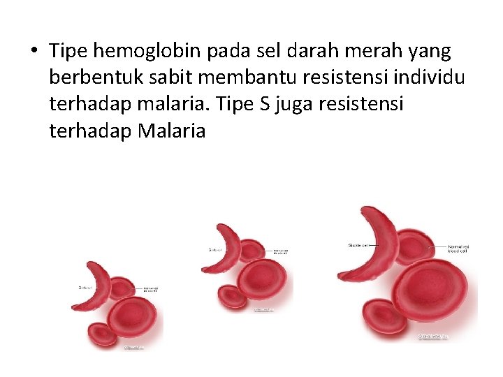  • Tipe hemoglobin pada sel darah merah yang berbentuk sabit membantu resistensi individu