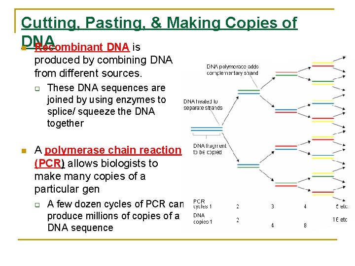 Cutting, Pasting, & Making Copies of DNA n Recombinant DNA is produced by combining