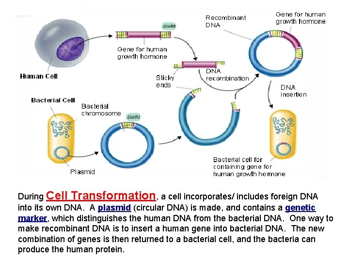 During Cell Transformation, a cell incorporates/ includes foreign DNA into its own DNA. A