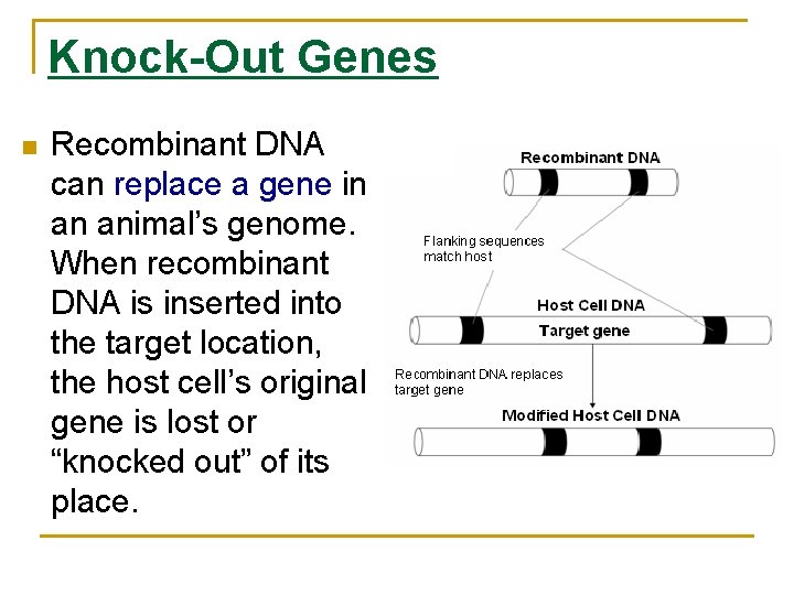 Knock-Out Genes n Recombinant DNA can replace a gene in an animal’s genome. When