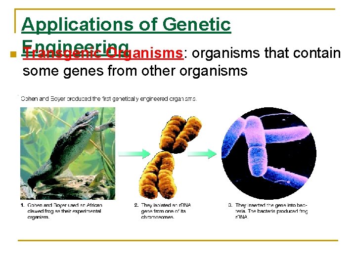 Applications of Genetic n Engineering Transgenic Organisms: organisms that contain some genes from other