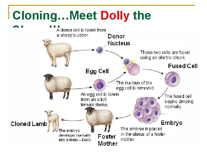 Cloning…Meet Dolly the Sheep!!! 
