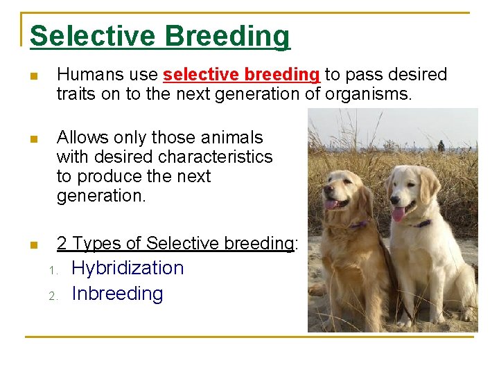 Selective Breeding n Humans use selective breeding to pass desired traits on to the