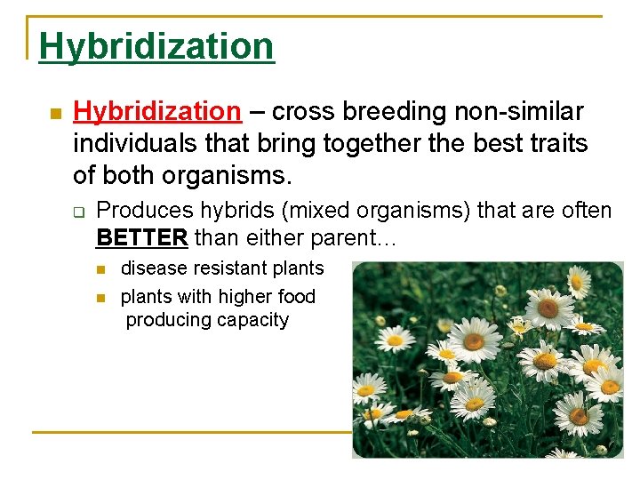 Hybridization n Hybridization – cross breeding non-similar individuals that bring together the best traits