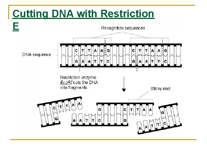 Cutting DNA with Restriction Enzymes 