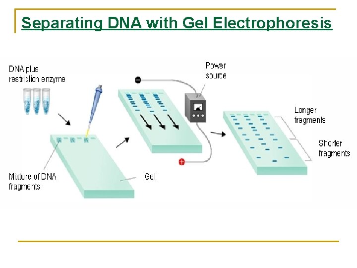 Separating DNA with Gel Electrophoresis 